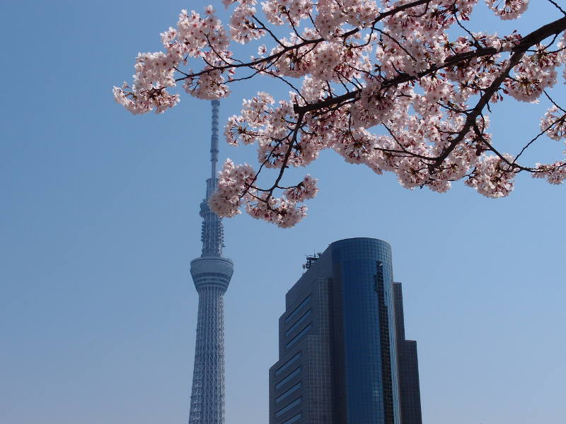 Cherry tree and Tokyo Skytree